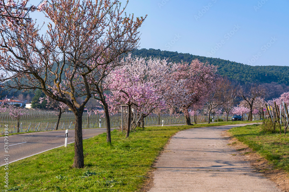 Wonderful pink blooming almond trees in Gimmeldingen/Germany in the Palatinate on a sunny spring day Wonderful pink blooming almond trees in Gimmeldingen/Germany in the Palatinate on a sunny spring day