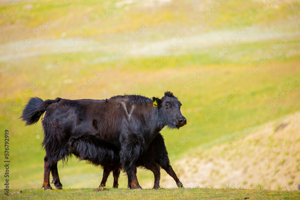 A herd of yaks graze in the mountains. Himalayan big yak in a beautiful landscape. Hairy cow cattle wild animal in nature in Tibet. Sunny summer day in the wild. Farm animal in Nepal and Tibet. A herd of yaks graze in the mountains. Himalayan big yak in a beautiful landscape. Hairy cow cattle wild animal in nature in Tibet. Sunny summer day in the wild. Farm animal in Nepal and Tibet.