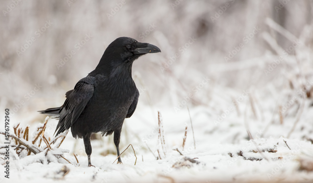 Obraz premium Common Raven - in winter at a wet forest