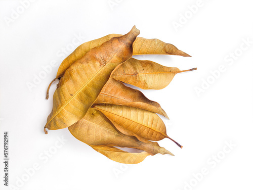 Dry mango leaves isolated on white background.Heap of dry leaves. 