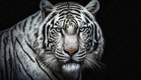 Menacing stare of a white bengal tiger. Portrait of white bengal tiger on black background. Wild cats background. Generative AI tiger portrait on black background.