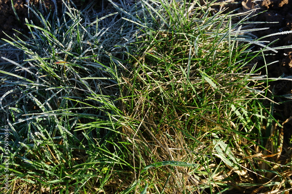 Grüner Grashügel mit Raureif bei Frost, Eis und Sonne am Morgen im Winter Grüner Grashügel mit Raureif bei Frost, Eis und Sonne am Morgen im Winter