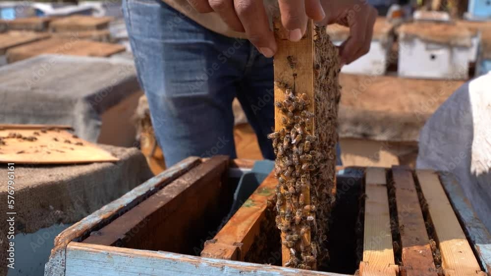 Beekeeper looks frame from a bee hive for honey and a lot of bees on it. Some bees in the air. closeup view of the beehive frame out of it, a lot of bees flying and roaming. Beekeeper looks frame from a bee hive for honey and a lot of bees on it. Some bees in the air. closeup view of the beehive frame out of it, a lot of bees flying and roaming.