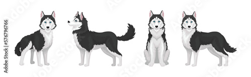 Siberian Husky White and Black Purebred Dog Breed Vector Set