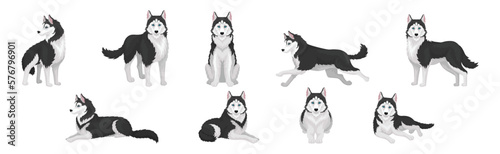 Siberian Husky White and Black Purebred Dog Breed Vector Set