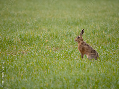 European or Brown hare, Lepus europaeus © Erni