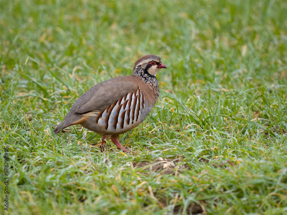 Red-legged partridge, Alectoris rufa Red-legged partridge, Alectoris rufa