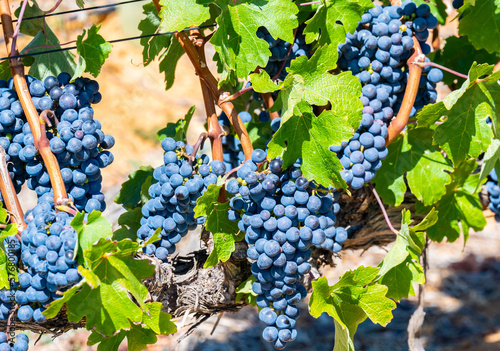 Obraz na płótnie Grape variety Pinotage vine on the vine in the wine-growing region of Stellenbosch South Africa w salonie