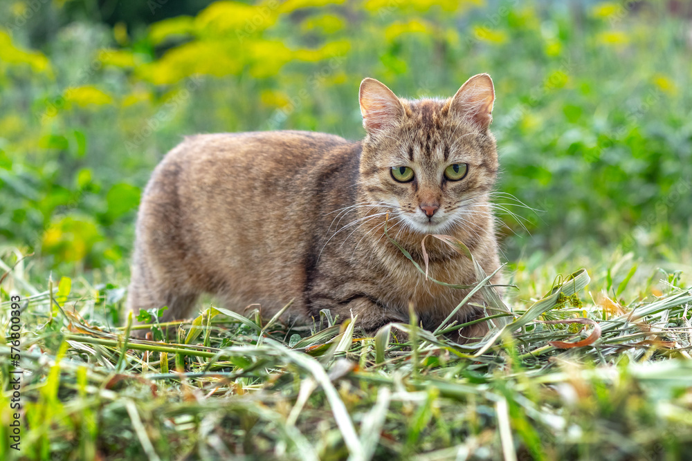 A brown tabby cat walks in the garden on the mowed grass, the cat is on the hunt
