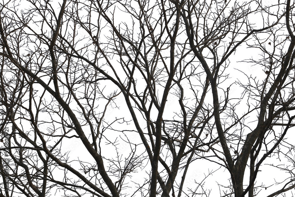 Dead branches , Silhouette dead tree or dry tree on white background. Save with clipping path. Dead branches , Silhouette dead tree or dry tree on white background. Save with clipping path.