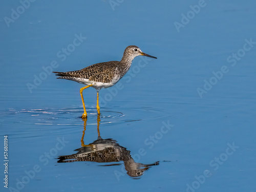 A single Greater Yellowlegs Sandpiper in calm smooth water in Myakka River State Park in Sarasota Florida USA