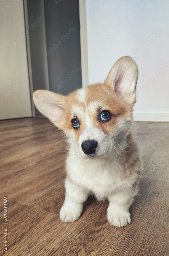 adorable little puppy welsh corgi pembroke laying on the floor and play with toy