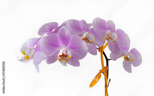 orchid isolated on white background