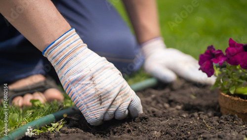 Gardener with hands in gloves cultivates plants.