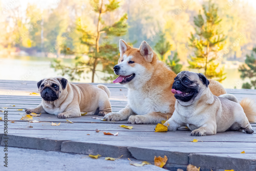 Dogs of breed Akita and pug in the park on a wooden latform near the lake in sunny autumn weather