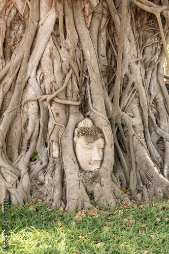 The head of Buddha ingrowing in tree at Ayutthaya ruins of temple of former Siam kingdom (today Thailand).