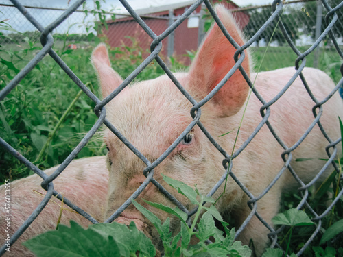 Pig on Farm