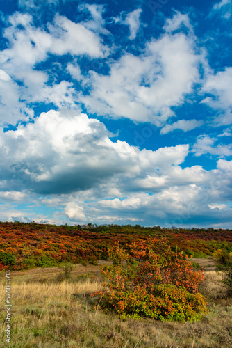 Smoketree  smoke bush  Cotinus obovatus   thickets of bushes with red autumn leaves against the background of yellow steppe vegetation and white clouds