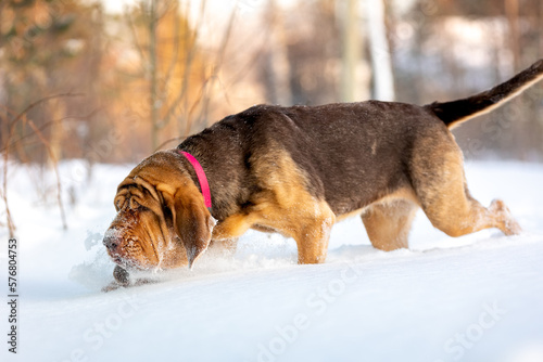 Search dog - bloodhound follows a trail in the snow photo