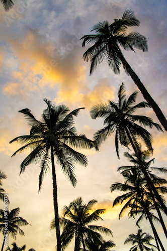 Fototapeta Naklejka Na Ścianę i Meble -  Beautiful silhouettes of tropical palm trees at sunset in Asia