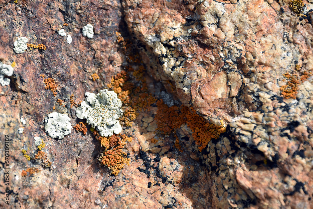 lichen on stone lichen on stone
