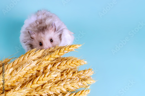 A gray hamster looks guiltily from behind a bunch of grain spikelets photo