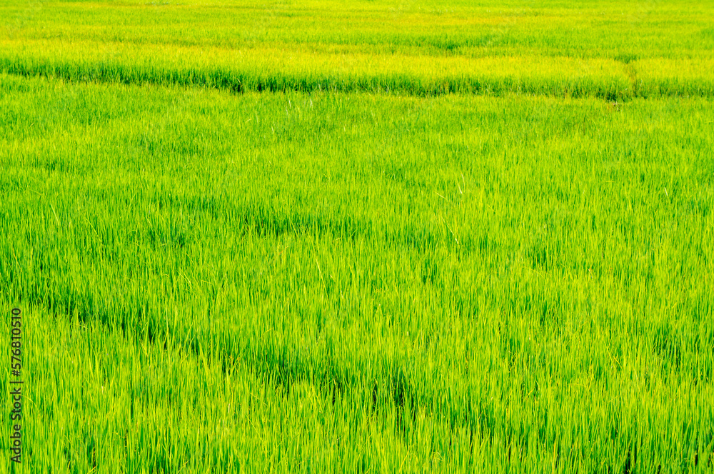 Green rice sprouts grow upwards in Asian fields. Beautiful texture background for tourism, design and agro-industry Green rice sprouts grow upwards in Asian fields. Beautiful texture background for tourism, design and agro-industry
