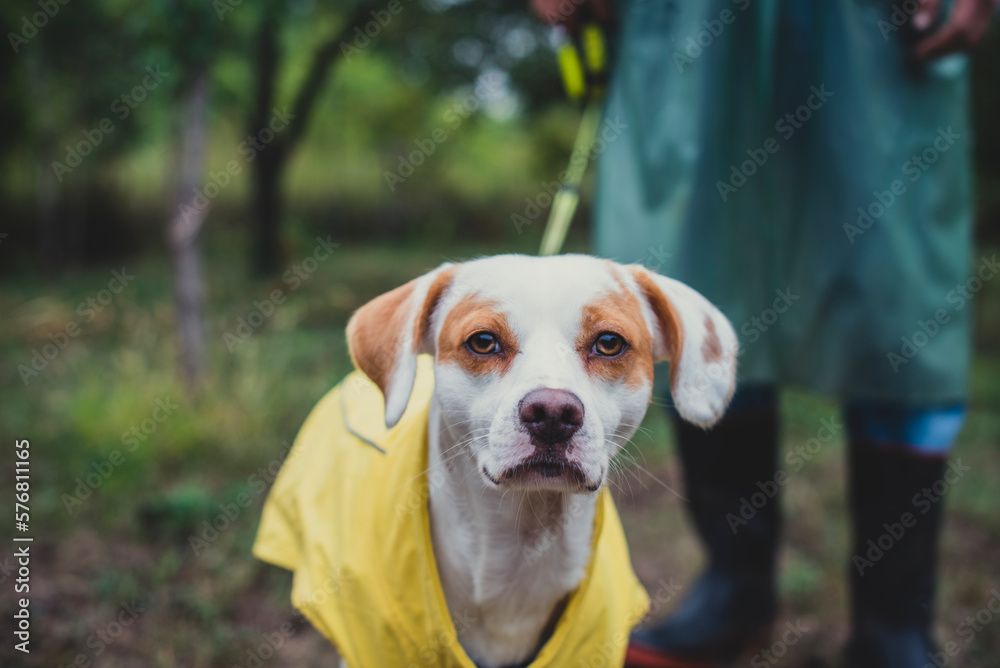 Owner and his dog enjoying while walking outdoors on a rainy day