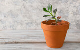 Succulent: Echeveria Hybrid Elza, in a clay pot,  on white background. Close up.
