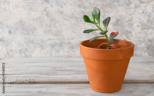Succulent: Echeveria Hybrid Elza, in a clay pot, on white background. Close up.
