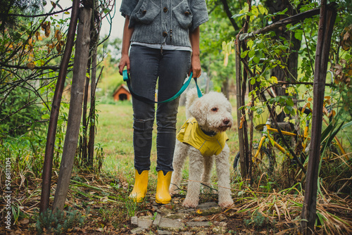 Owner and her lagotto dog enjoying while walking outdoors on a rainy day