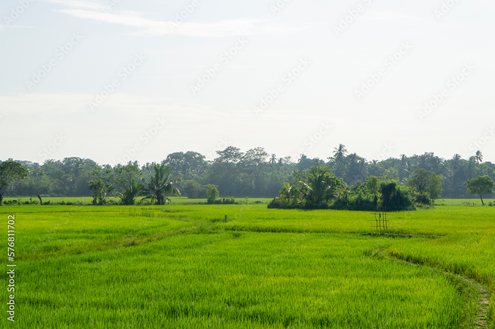 Green rice sprouts grow upwards in Asian fields. Beautiful texture background for tourism, design and agro-industry Green rice sprouts grow upwards in Asian fields. Beautiful texture background for tourism, design and agro-industry
