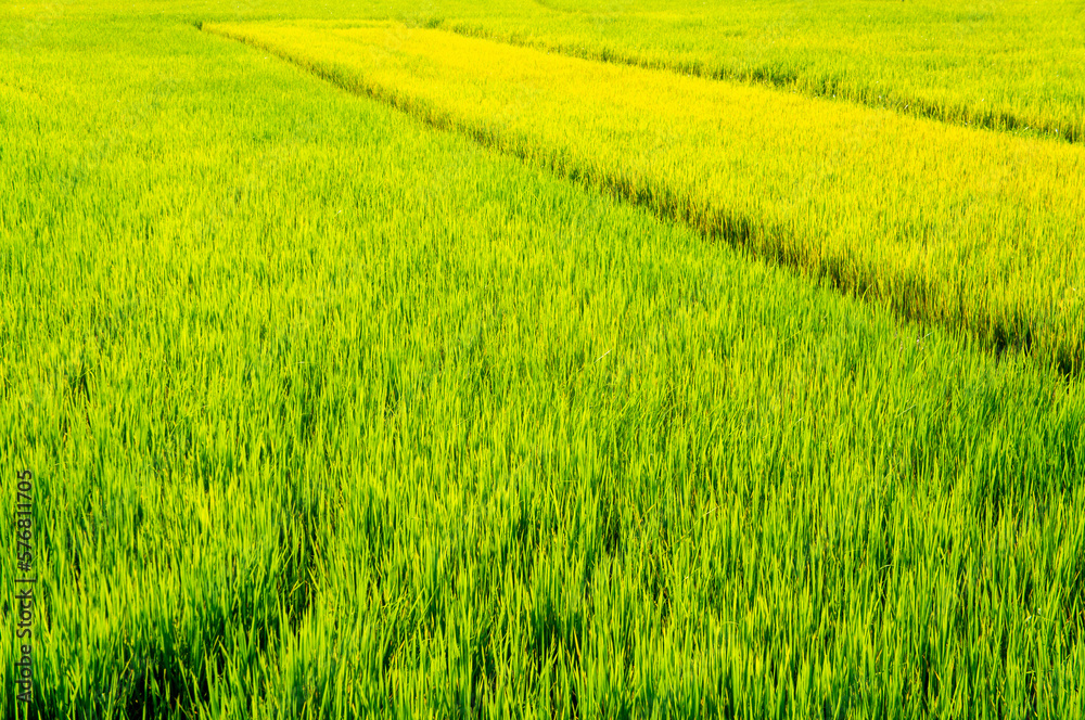 Green rice sprouts grow upwards in Asian fields. Beautiful texture background for tourism, design and agro-industry Green rice sprouts grow upwards in Asian fields. Beautiful texture background for tourism, design and agro-industry