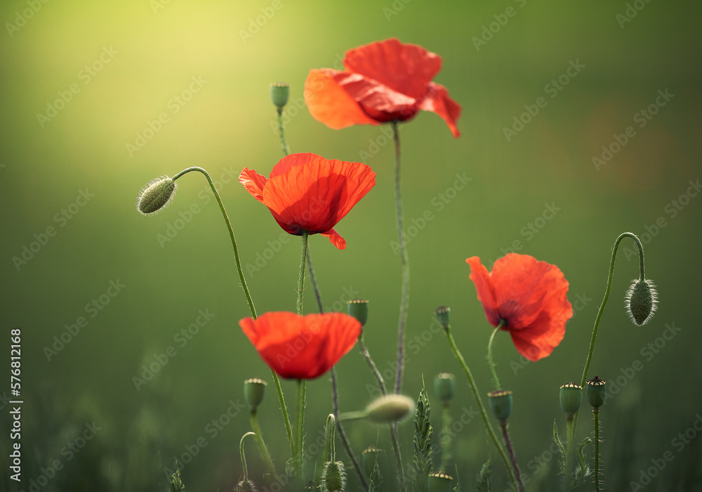 In der Sonne leuchtende Mohnblumen vor einem sanften grünen Hintergrund