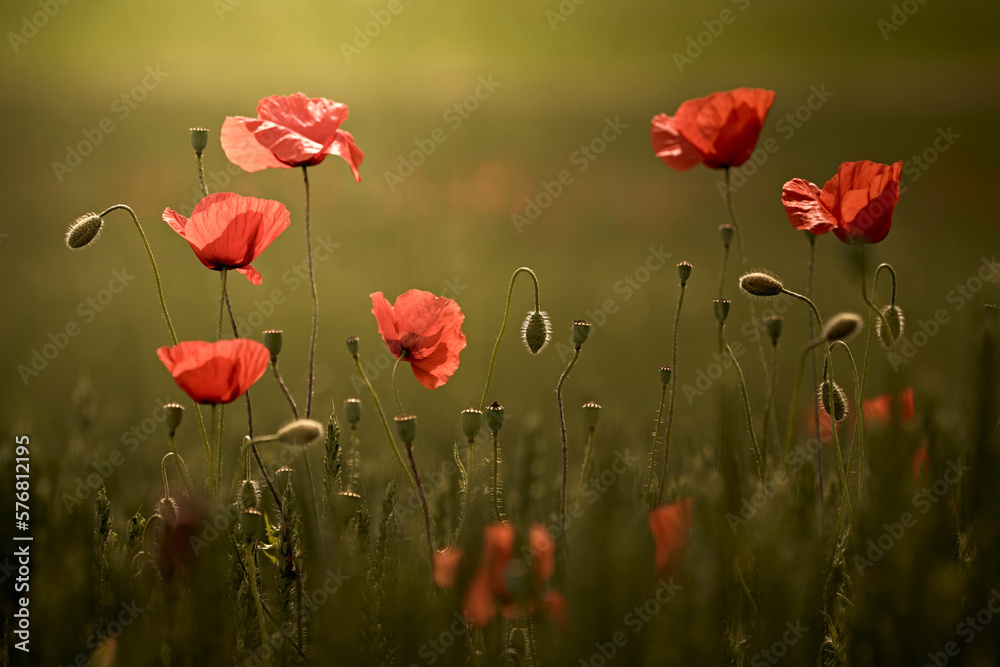 Fototapeta premium Gruppe von Mohnblumen in der Abendsonne