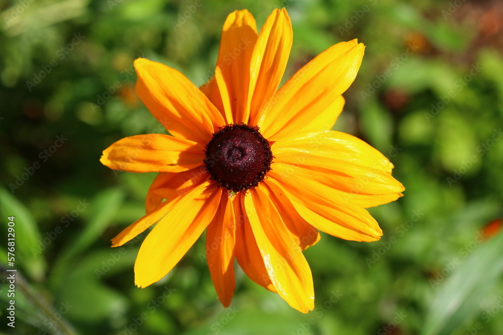 rudbekia dwubarwna Rudbeckia bicolor rudbekia dwubarwna Rudbeckia bicolor