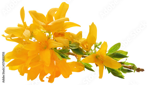 Photographie Bunch of fresh forsythia