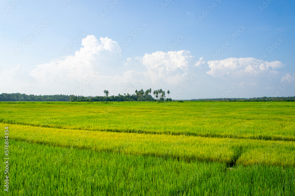 Green rice sprouts grow upwards in Asian fields. Beautiful texture background for tourism, design and agro-industry Green rice sprouts grow upwards in Asian fields. Beautiful texture background for tourism, design and agro-industry