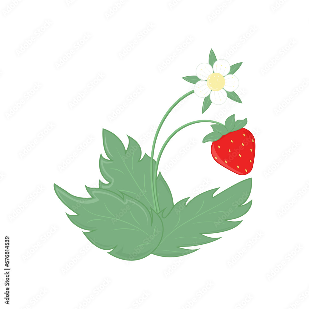 Red sweet fresh strawberry with white flower and green leaves. Vector illustration. Card, decoration, paper, Red sweet fresh strawberry with white flower and green leaves. Vector illustration. Card, decoration, paper,
