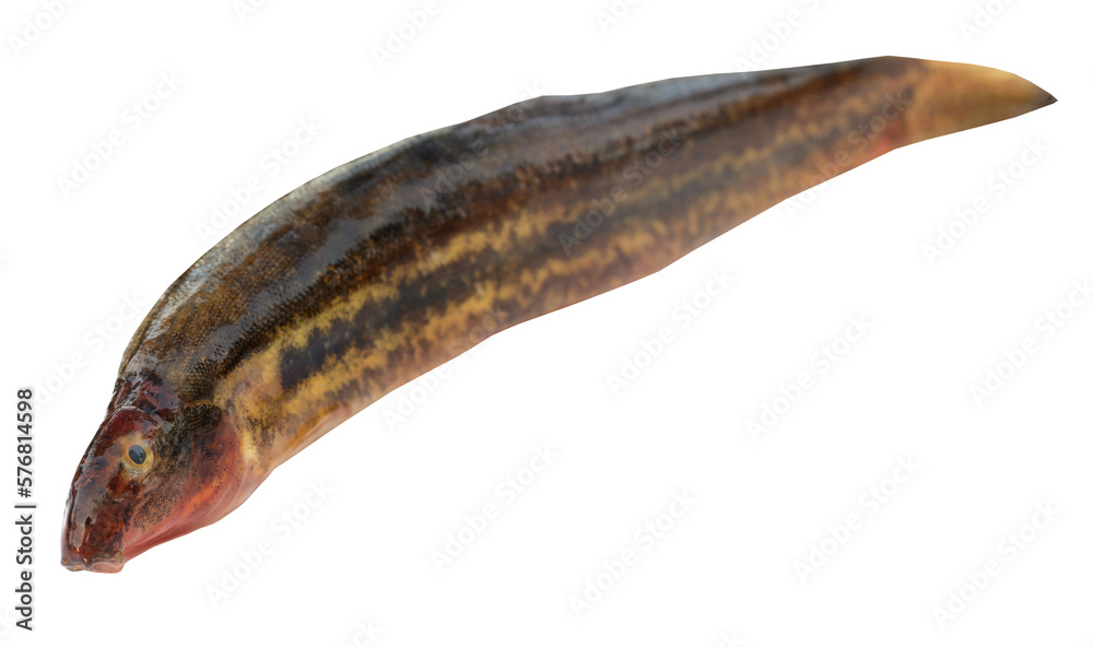 Annaldale Loach or gutum fish of Bangladesh Annaldale Loach or gutum fish of Bangladesh