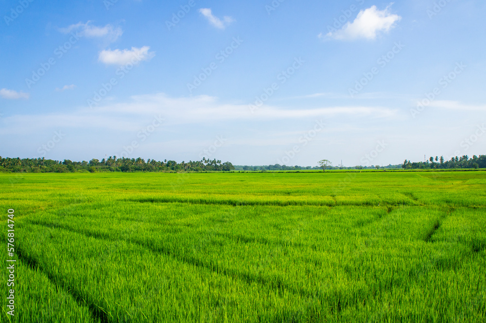 Green rice sprouts grow upwards in Asian fields. Beautiful texture background for tourism, design and agro-industry