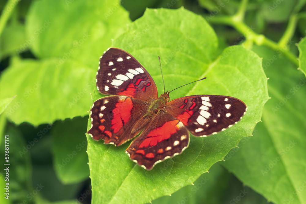 Anartia Amathea butterfly, close-up, perched on a green leaf