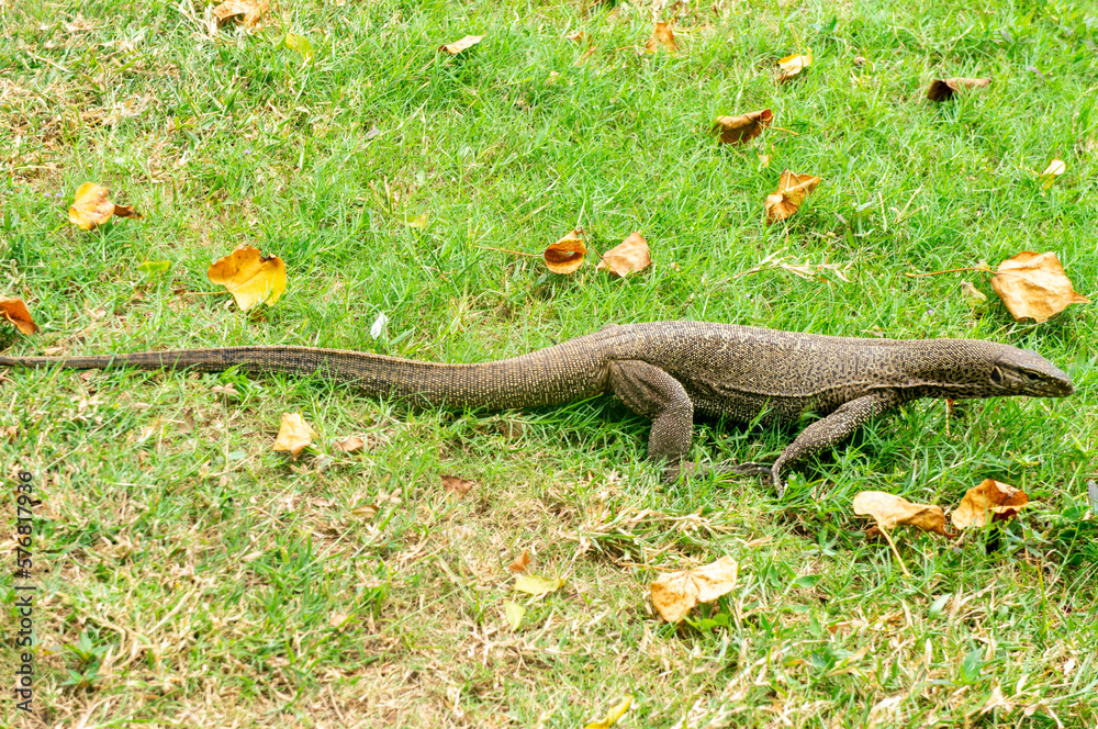 Lizard varan in the rainforest in Asia. Reptile close-up Lizard varan in the rainforest in Asia. Reptile close-up