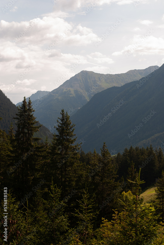 View on fir trees in mountains