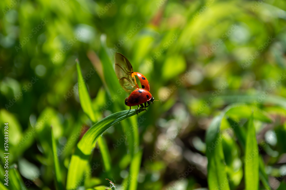 The ladybug spread its wings and wants to fly away from the stalk of grass The ladybug spread its wings and wants to fly away from the stalk of grass