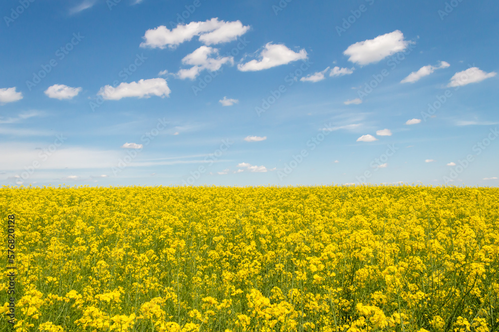 A rapeseed field from which biofuel will be made when it matures
