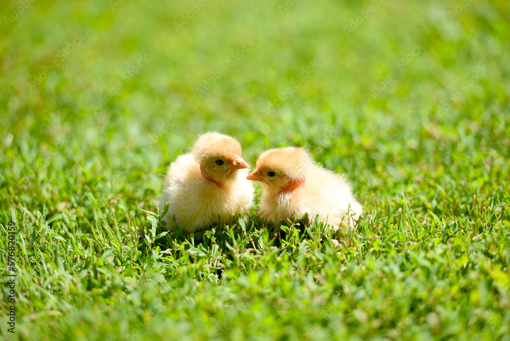 Cute little yellow newborn chicks on fresh and cozy green grass. Selective focus. Two fluffy baby-friends or twins are cuddling on the warm sun, looking curiously at the camera.