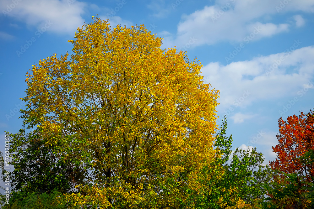 Fototapeta premium Autumn, autumn landscape with trees against the blue sky.