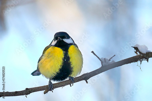 The tit sits on a branch. Bird in the winter in the forest.