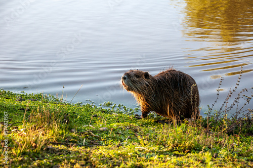 Creole otter or Myocastor coypus coming out of a lagoon